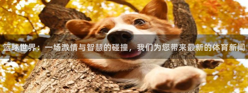 篮球世界：一场激情与智慧的碰撞，我们为您带来最新的体育新闻