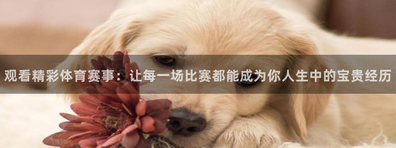 观看精彩体育赛事：让每一场比赛都能成为你人生中的宝贵经历